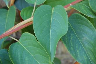 Tripterygium wilfordii Leaf (17/08/2014, Kew Gardens, London)