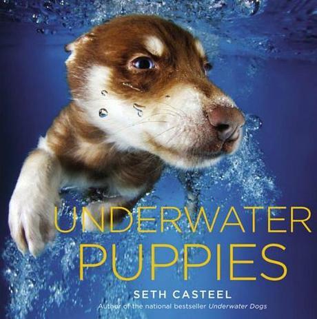 Underwater Puppies Seth Casteel FAF
