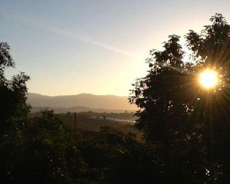 morning-light-avocado-grove