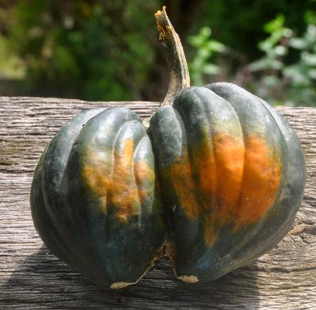 Up to My Ears in WInter Squash