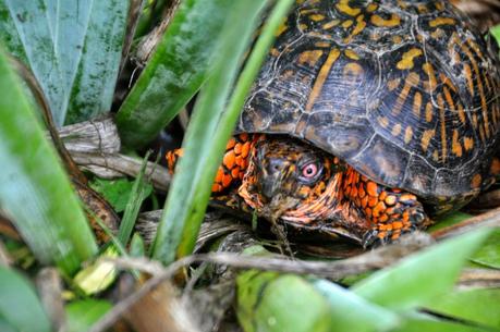 What the Tortoise Saw