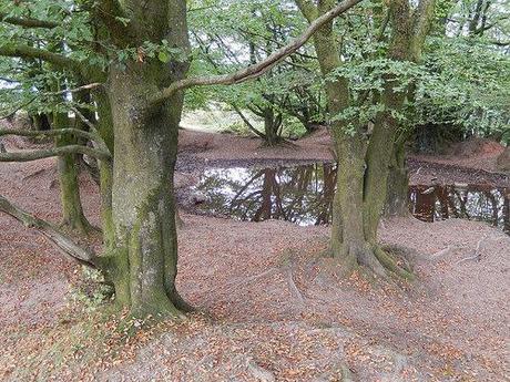 Quandry on the Quantocks (Part 2)