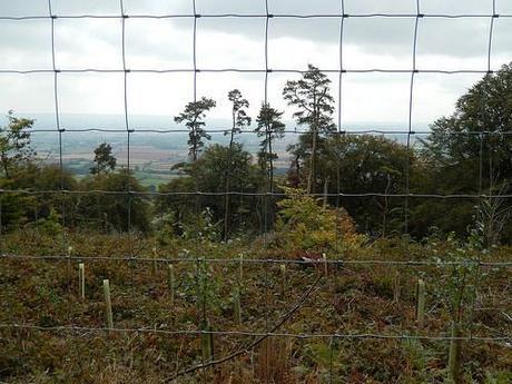 Quandry on the Quantocks (Part 2)