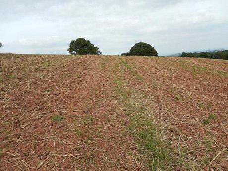 Quandry on the Quantocks (Part 2)