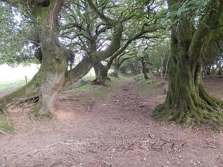 Quandry on the Quantocks (Part 2)