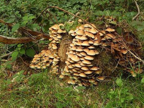 Quandry on the Quantocks (Part 1)