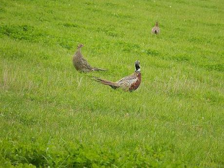 Quandry on the Quantocks (Part 1)