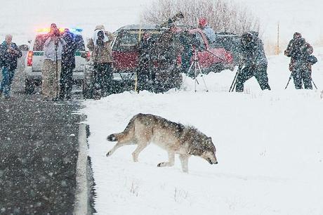 Photo: Mike Greener, Bozeman Daily Chronicle