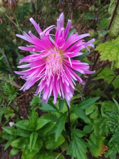 A brief affair with asters