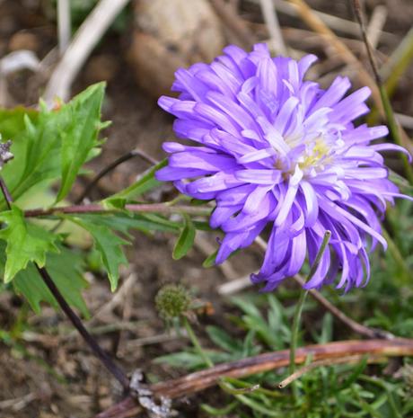 A brief affair with asters