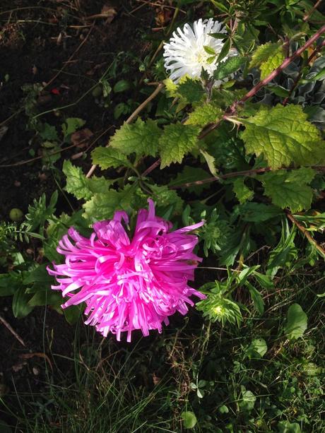 A brief affair with asters