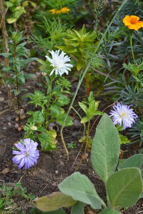 A brief affair with asters