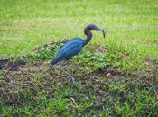 Amazing Photos Wildlife Across North America