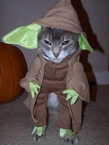 Top 10 Images of Star Wars cats