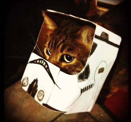 Top 10 Images of Star Wars cats
