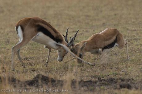 These young impala testing their testosterone...also part of the show