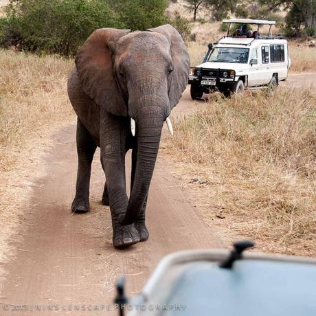 But then it seems that we are getting too close and encroaching their territory, as this elephant started to trumpeting and charging at our car... 