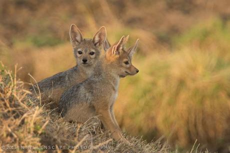 Young Jackals waiting anxiously for 
