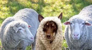 dog in sheep's clothing