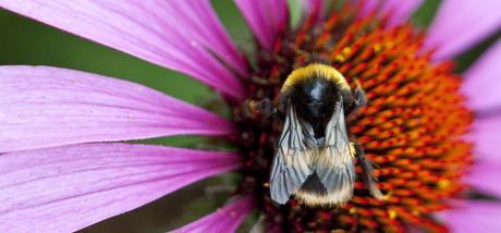 Bee on Echinacea purpurea 'Magnus'