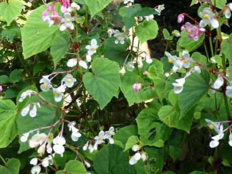 begonia grandis spp in the garden in september