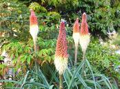 Garden Blogger's Bloom September 2014