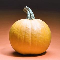 1001pumpkinjpg-21306556eec82df5_medium