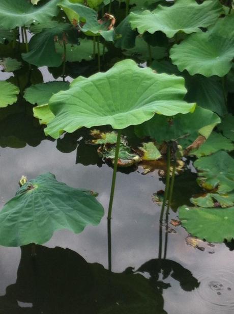 ueno-park-lotus