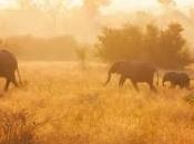 Best Safaris Around World