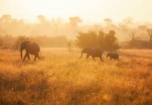 Best Safaris Around The World
