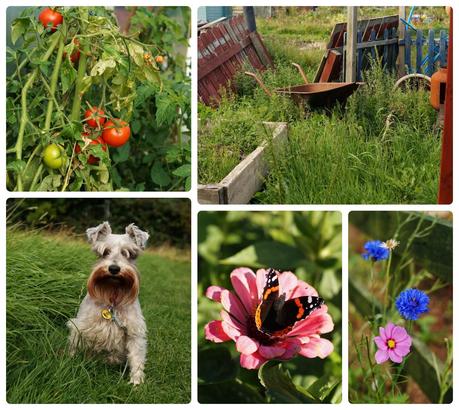 'growourown.blogspot.com' ~ an allotment blog