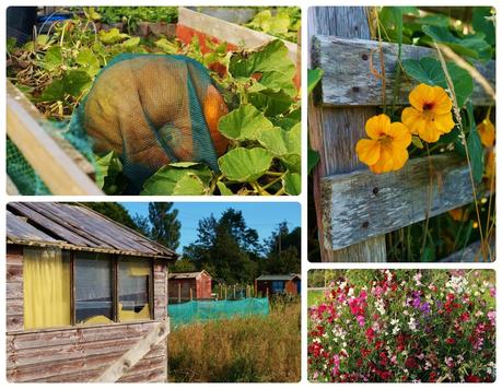 'growourown.blogspot.com' ~ an allotment blog