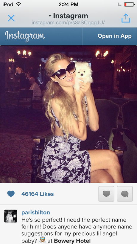 Paris Hilton spends $13K on world's smallest dog