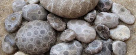 Amazing patterns: Michigan’s Petoskey stones