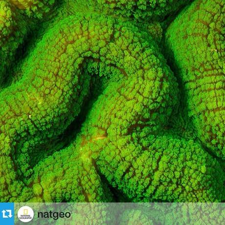 #Repost from @natgeo
—- Photo by @TimLaman.  A living mini-landscape in the ocean.  These colorful ridges and valleys are a detail of a brain coral surface.  Coral reefs are full of beauty at all levels if you take a close look.  Shot near Pulao Tioman, Malaysia on a recent dive trip. #abstract, #coralreefs, #Malaysia, @thephotosociety, @natgeocreative, @natgeo, @TimLaman.