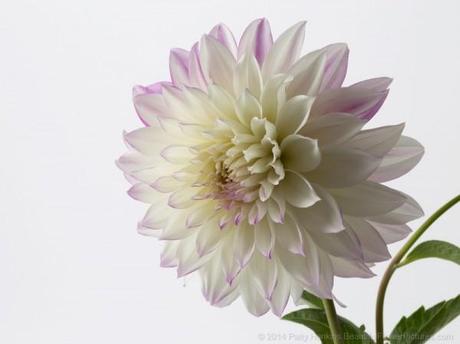 Purple & White Dahlia © 2014 Patty Hankins