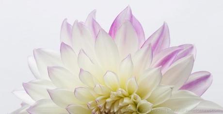 Purple & White Dahlia © 2014 Patty Hankins