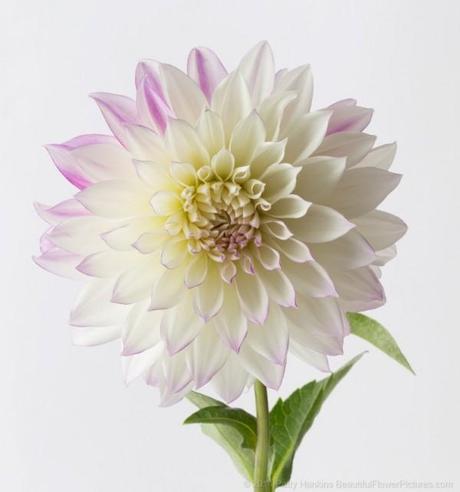 Purple & White Dahlia © 2014 Patty Hankins