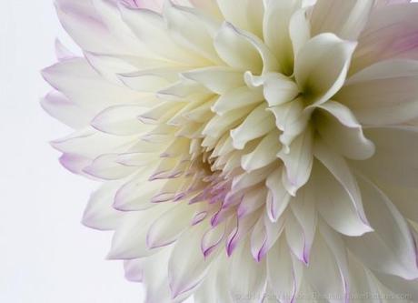 Purple & White Dahlia © 2014 Patty Hankins