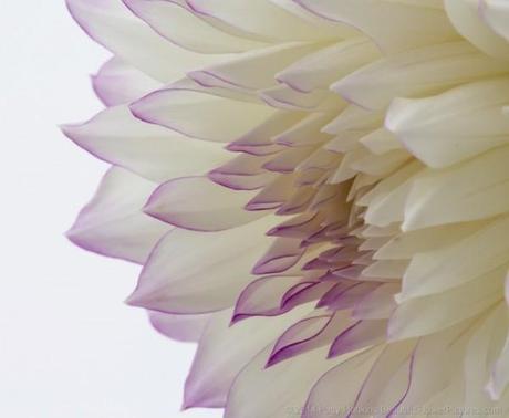 Purple & White Dahlia © 2014 Patty Hankins