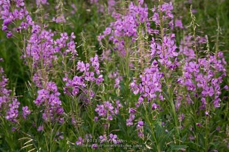 Fireweed - chamerion angustifolium