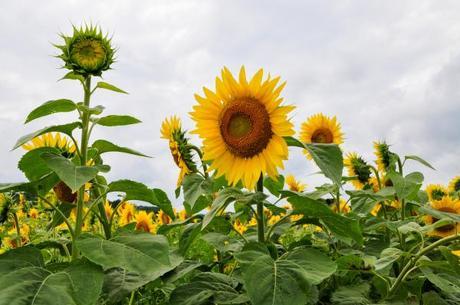 Foto Friday – Sunflowers Smiling at the Sun
