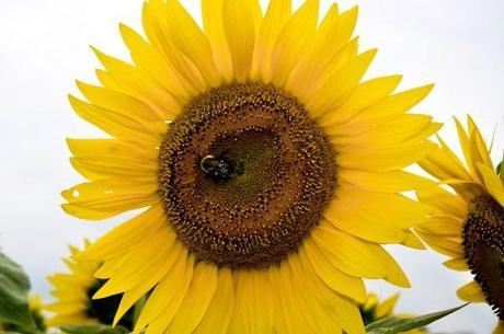 Bumblebee in Sunflower