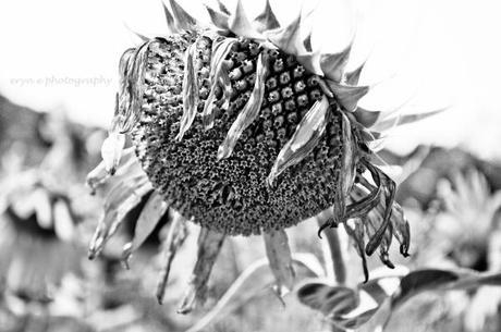 Foto Friday – Sunflowers Sunflower 7 WM