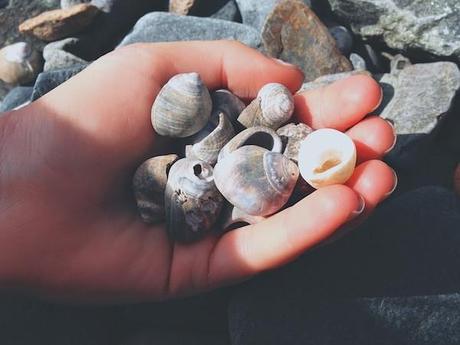 shells_FeedMeDearly (1)