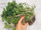 Watercress