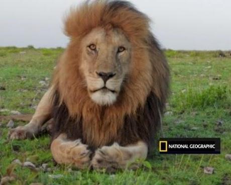 Brisbane Lion's idea of parading caged lion draws flak