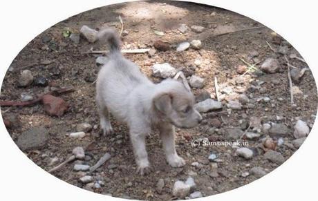 Dog saves lives of people - sadly dies of electrocution....