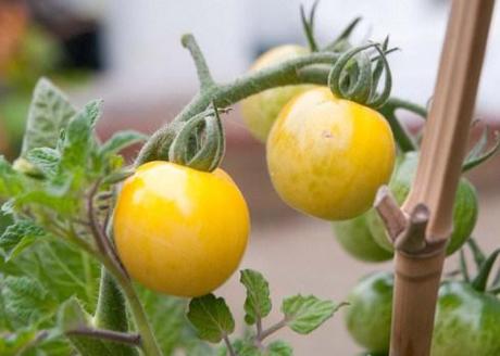 yellow tomatotes