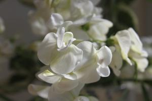 Perennial Sweet Pea Lathyrus latifolius 'White Pearl'
